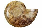 Cut & Polished Ammonite Fossil (Half) - Madagascar #292810-1